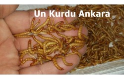 Eskişehir Un Kurdu