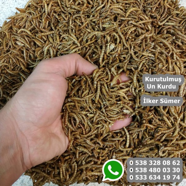 Kurutulmuş Un Kurdu 500 Gram Yaklaşık 10000 Adet 